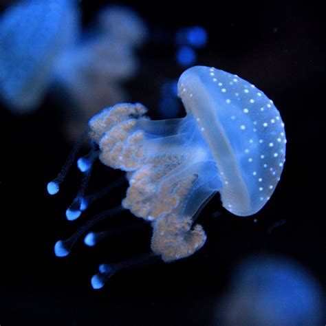blue lagoon jellyfish